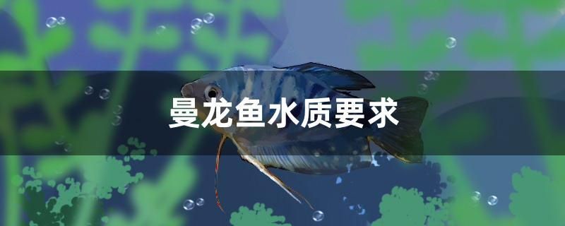 曼龍魚水質(zhì)要求 印尼虎苗