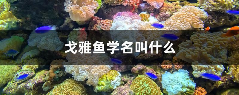 戈雅魚學(xué)名叫什么