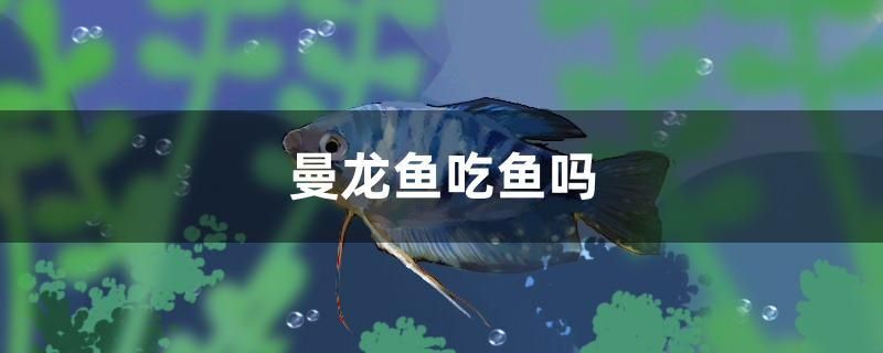 曼龍魚吃魚嗎