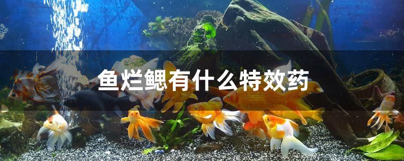 魚爛鰓有什么特效藥 白玉紅龍魚