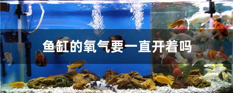 魚(yú)缸的氧氣要一直開(kāi)著嗎