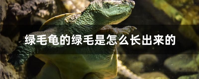 綠毛龜?shù)木G毛是怎么長出來的 月光鴨嘴魚