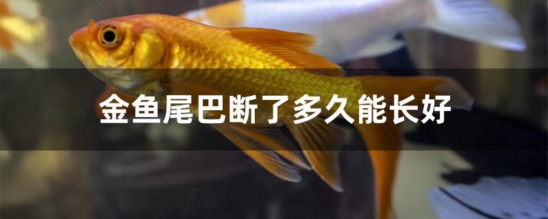 金魚尾巴斷了多久能長好 帝王血鉆