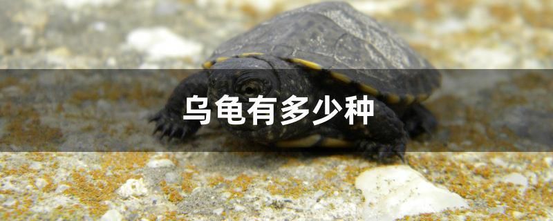 烏龜有多少種 委內(nèi)瑞拉奧里諾三間魚苗