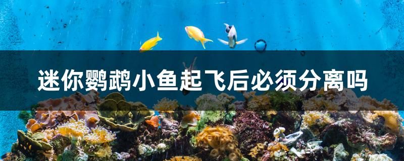 迷你鸚鵡小魚起飛后必須分離嗎