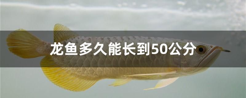 龍魚多久能長到50公分 元寶鳳凰魚