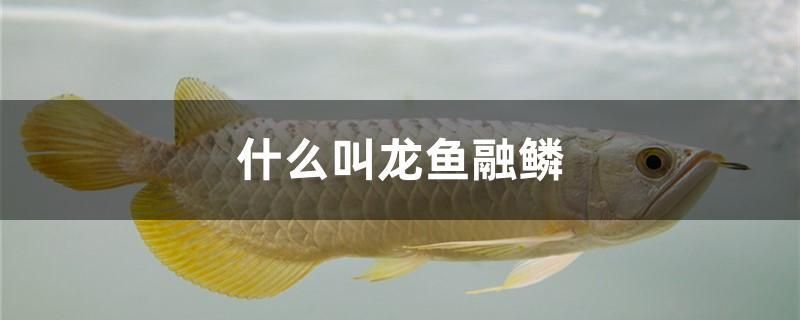 什么叫龍魚融鱗