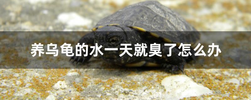 養(yǎng)烏龜?shù)乃惶炀统袅嗽趺崔k 魟魚相關(guān)