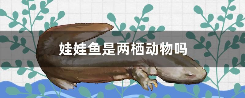 娃娃魚是兩棲動物嗎 大嘴鯨魚