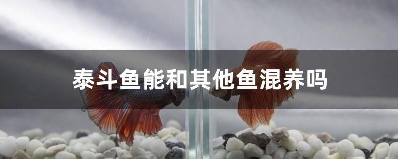 泰斗魚能和其他魚混養(yǎng)嗎 水族燈（魚缸燈）