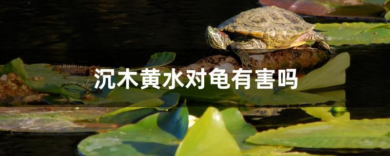 沉木黃水對龜有害嗎 觀賞魚市場