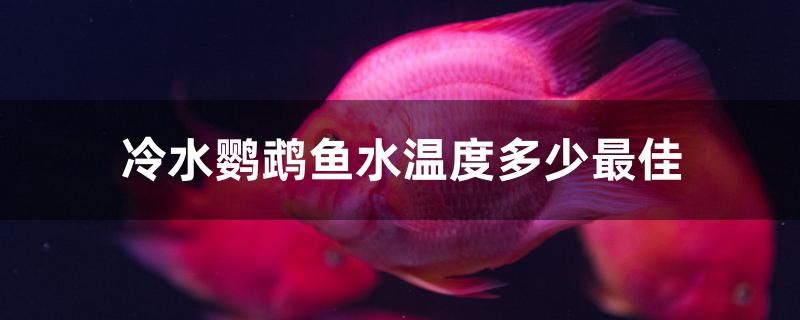 冷水鸚鵡魚水溫度多少最佳 魚缸定做