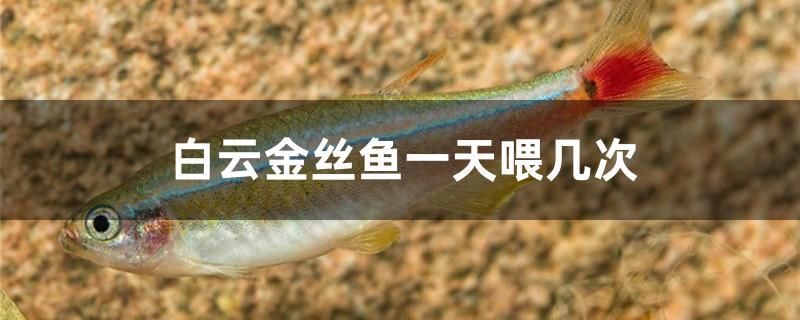 白云金絲魚一天喂幾次 白子黃化銀龍魚