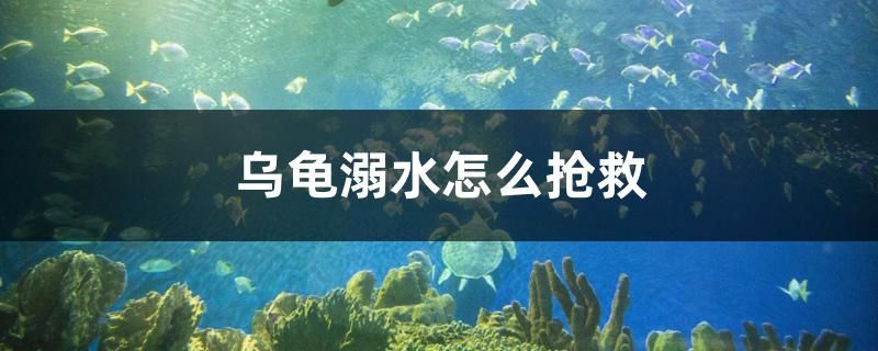 烏龜溺水怎么搶救 委內(nèi)瑞拉奧里諾三間魚苗