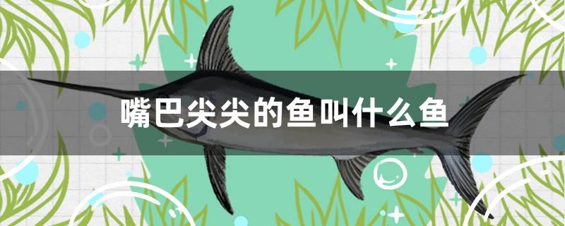 嘴巴尖尖的魚叫什么魚