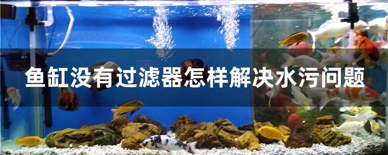 魚缸沒有過濾器怎樣解決水污問題