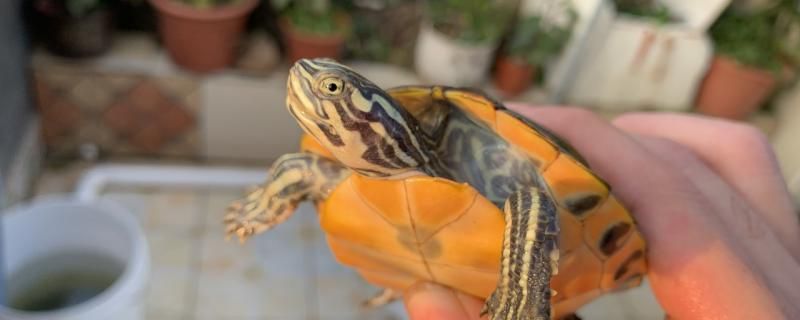 火焰龜不吃食是什么原因怎么開(kāi)食 水族周邊