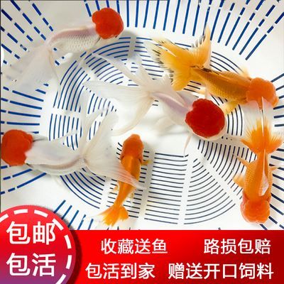 蘭州觀賞魚器具經(jīng)銷商有哪些公司的(蘭州觀賞魚器具經(jīng)銷商有哪些公司的電話)