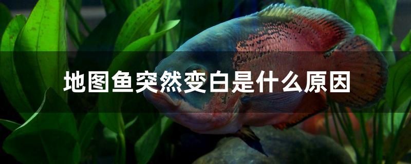 地圖魚(yú)突然變白是什么原因 廣州景觀設(shè)計(jì)