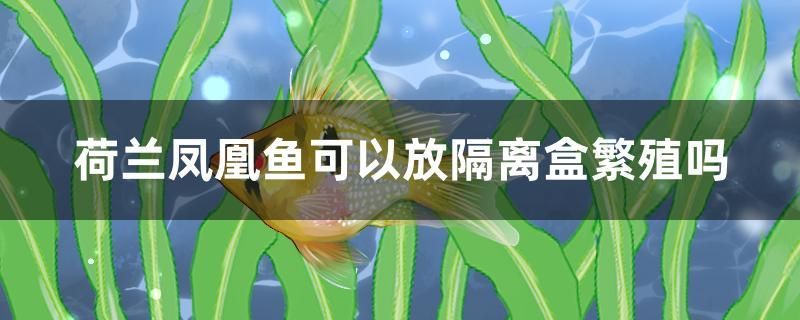 荷蘭鳳凰魚可以放隔離盒繁殖嗎