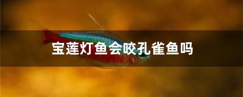 寶蓮燈魚會咬孔雀魚嗎 白子黃化銀龍魚