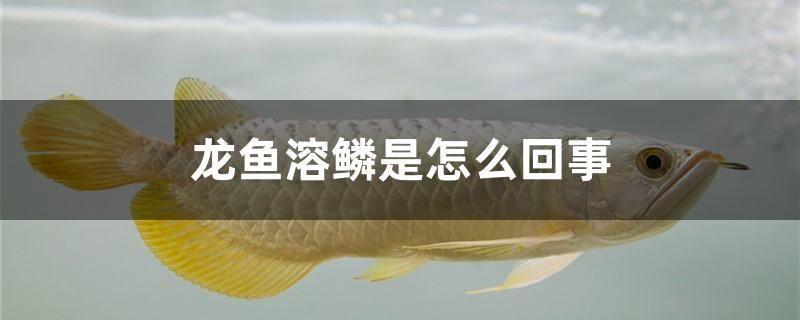 龍魚(yú)溶鱗是怎么回事