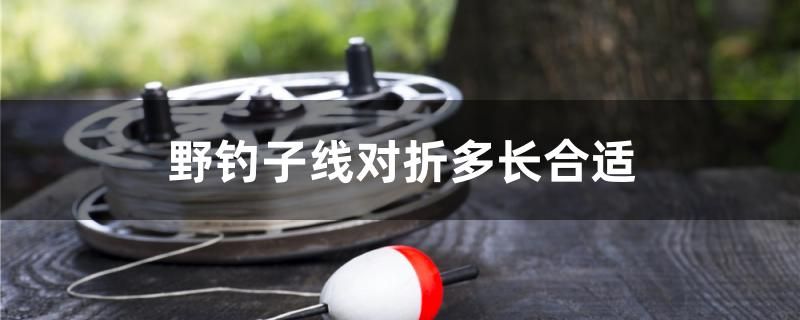 野釣子線對(duì)折多長(zhǎng)合適