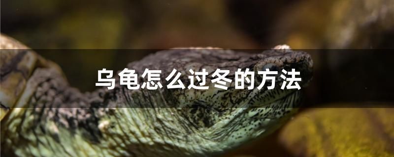 烏龜怎么過冬的方法 水族周邊