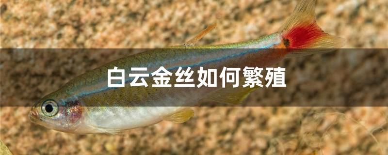 白云金絲如何繁殖 龍魚疾病與治療