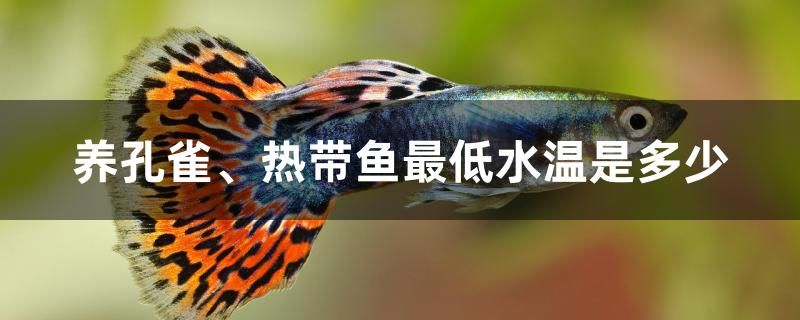 養(yǎng)孔雀、熱帶魚最低水溫是多少