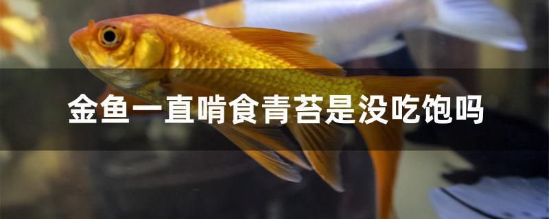 金魚(yú)一直啃食青苔是沒(méi)吃飽嗎