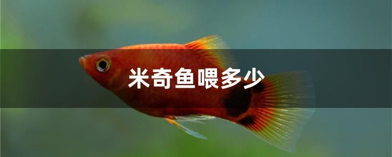 米奇魚(yú)喂多少 古典過(guò)背金龍魚(yú)