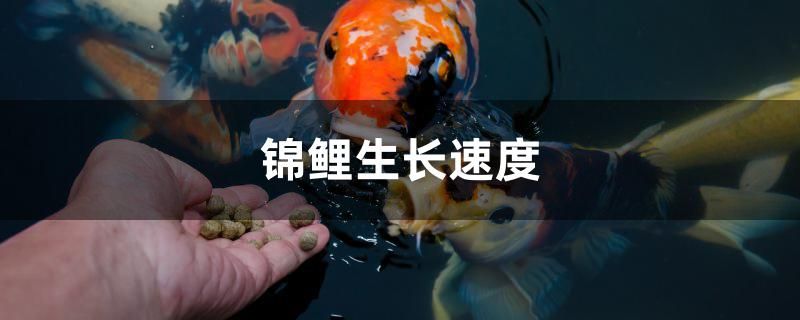 魚缸二氧化碳過多的危害圖片 魚缸二氧化碳有什么作用 紅眼黃化幽靈火箭魚|皇家火箭魚