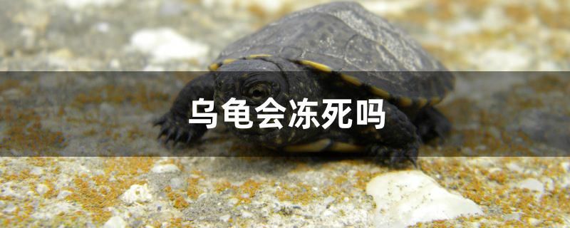 烏龜會凍死嗎 斑馬狗頭魚