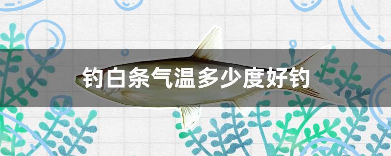 釣白條氣溫多少度好釣 黑桃A魚