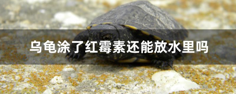 烏龜涂了紅霉素還能放水里嗎