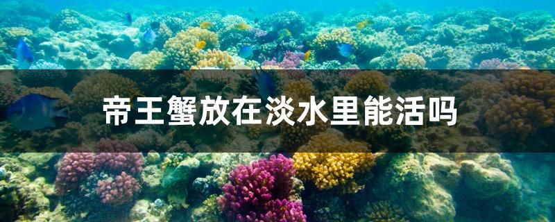 帝王蟹放在淡水里能活嗎 紅老虎魚