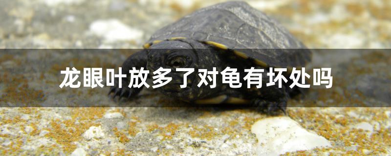 龍眼葉放多了對(duì)龜有壞處嗎 廣州龍魚批發(fā)市場(chǎng)