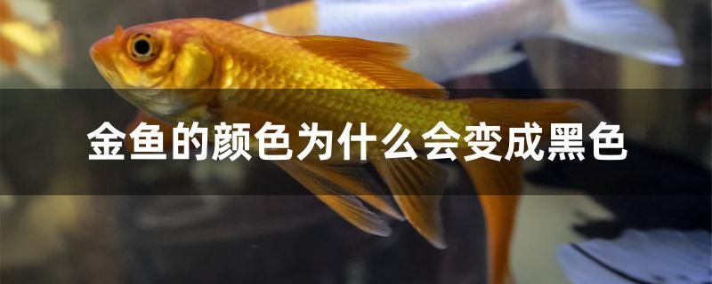 金魚(yú)的顏色為什么會(huì)變成黑色 黑白雙星魚(yú)