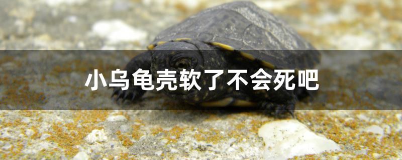 小烏龜殼軟了不會(huì)死吧 海水魚(yú)（海水魚(yú)批發(fā)）