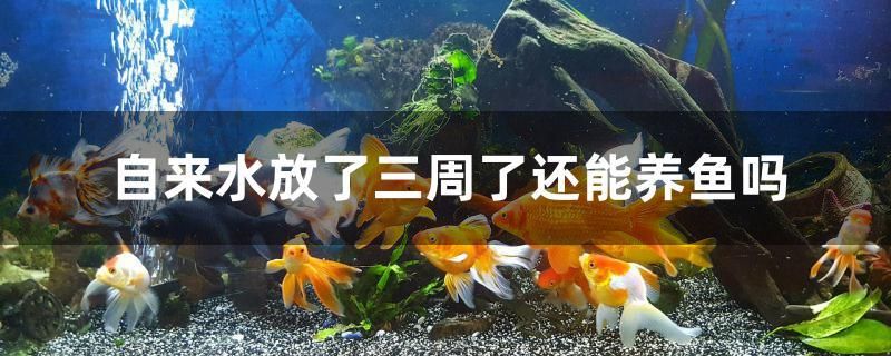 自來(lái)水放了三周了還能養(yǎng)魚嗎 細(xì)線銀版魚