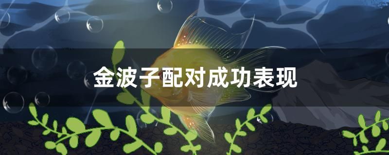 金波子配對成功表現(xiàn) 祥龍龍魚魚糧