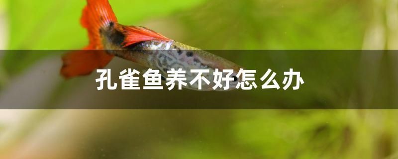 孔雀魚養(yǎng)不好怎么辦 魚缸水泵