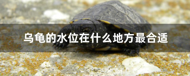 烏龜?shù)乃辉谑裁吹胤阶詈线m 紅魔王銀版魚