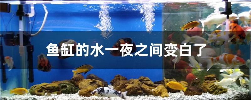 魚缸的水一夜之間變白了怎么回事 祥禾Super Red紅龍魚