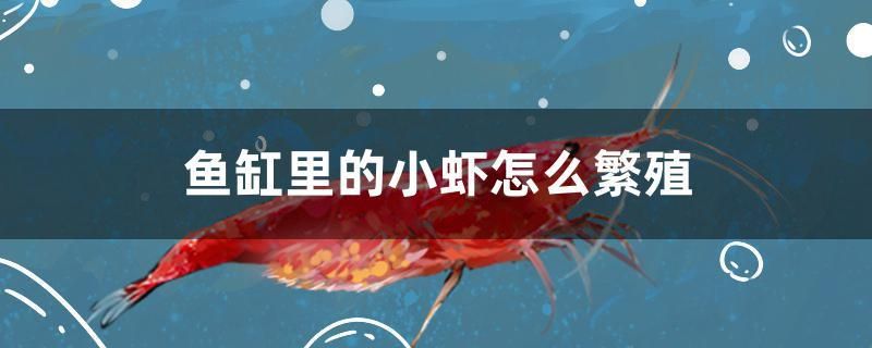 魚(yú)缸里的小蝦怎么繁殖