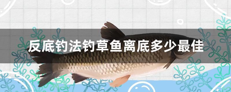 反底釣法釣草魚離底多少最佳