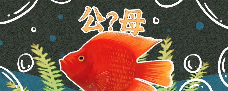 財神魚怎么看公母公母能混養(yǎng)嗎 祥龍赫舞紅龍魚