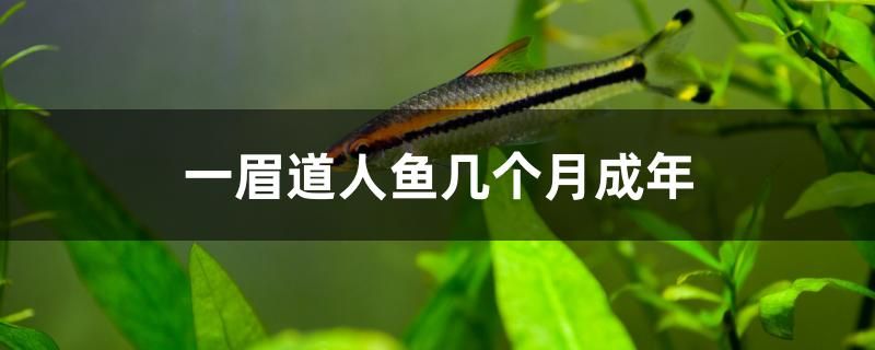 一眉道人魚幾個月成年 九鼎魚缸