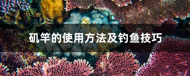 磯竿的使用方法及釣魚技巧 紅老虎魚